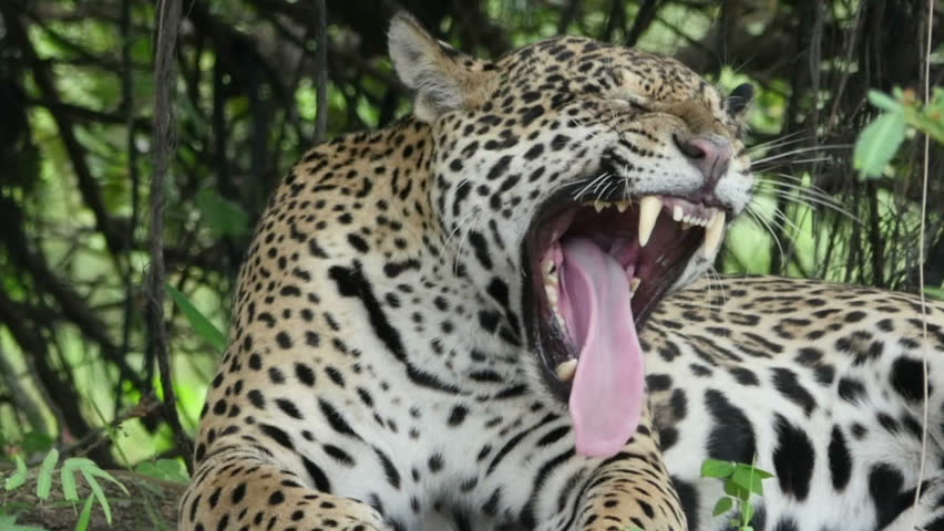 Female Jaguar (Panthera Onca) Yawning, Showing Her Big Teeth, In The ...