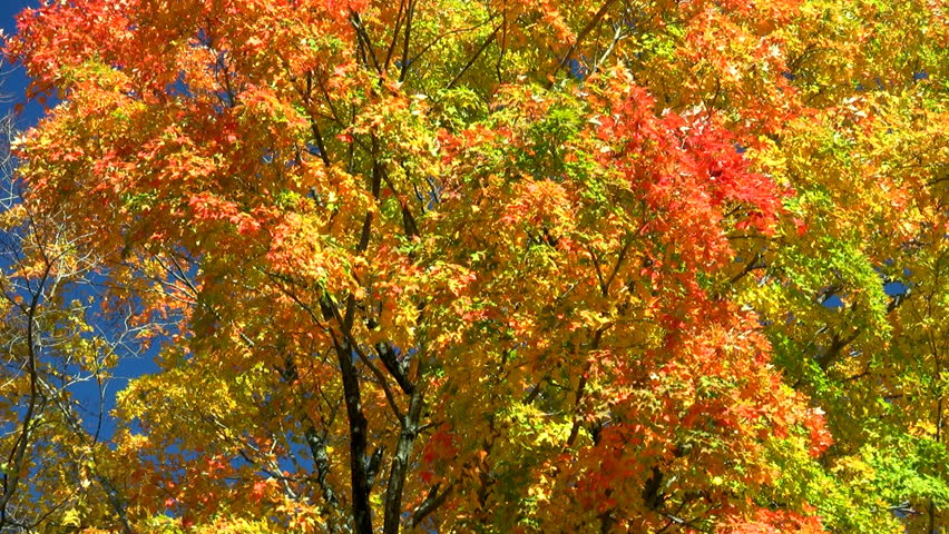 HD Reflections Of Autumn Leaves In A Stream Stock Footage Video 91603 ...