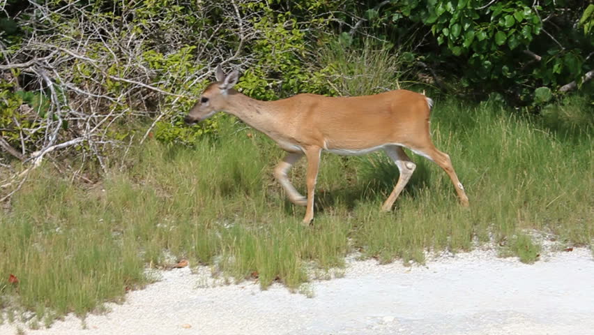 the characteristics of the key deer a deer species of florida keys The endangered key deer is the smallest subspecies of the north american white-tailed deer they are the only large herbivore in the florida keys and can be found in every habitat, where they feed on dozens of native plant species. the characteristics of the key deer a deer species of florida keys The endangered key deer is the smallest subspecies of the north american white-tailed deer they are the only large herbivore in the florida keys and can be found in every habitat, where they feed on dozens of native plant species.