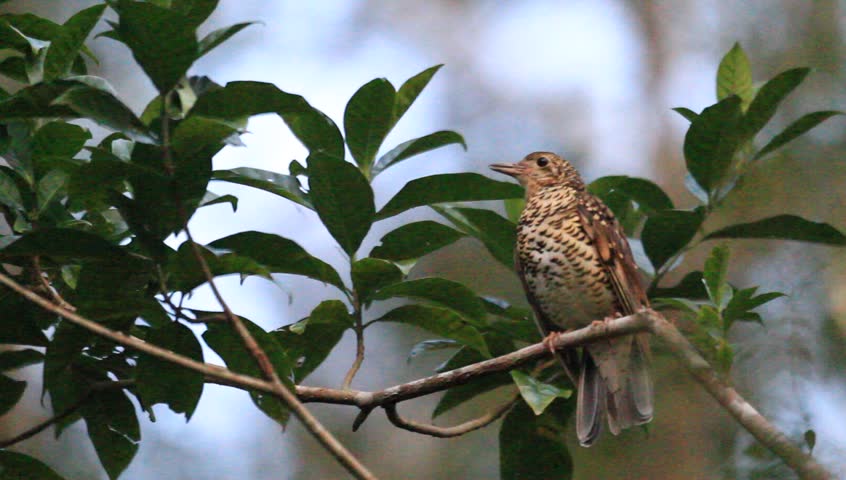 Header of Amami Thrush