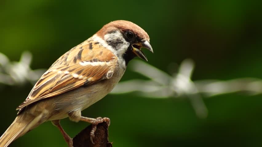 Maya Bird Alchetron The Free Social Encyclopedia