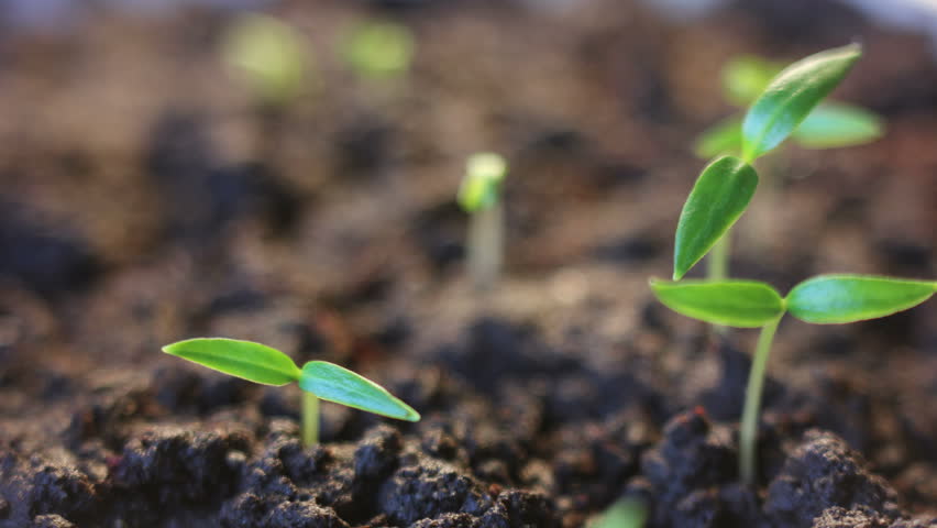 Germinating Seed Stock Footage Video - Shutterstock