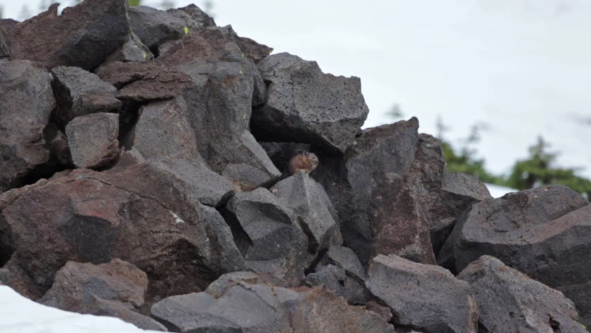 Header of American Pika