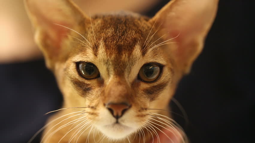 Header of Abyssinian