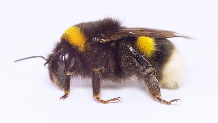 Large Yellow Bumblebee Mouth And Face Seen Close Up Stock Footage Video ...