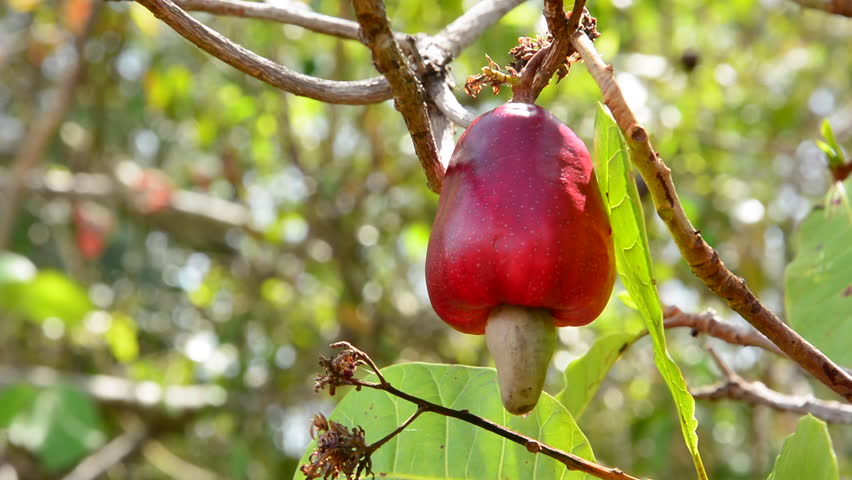 cashew apple edible