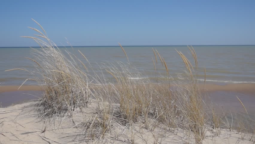 Header of Ammophila breviligulata
