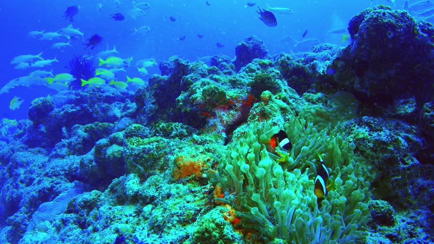 4K Footage - Underwater Scene. Coral Reef Colorful Fish Groups In ...